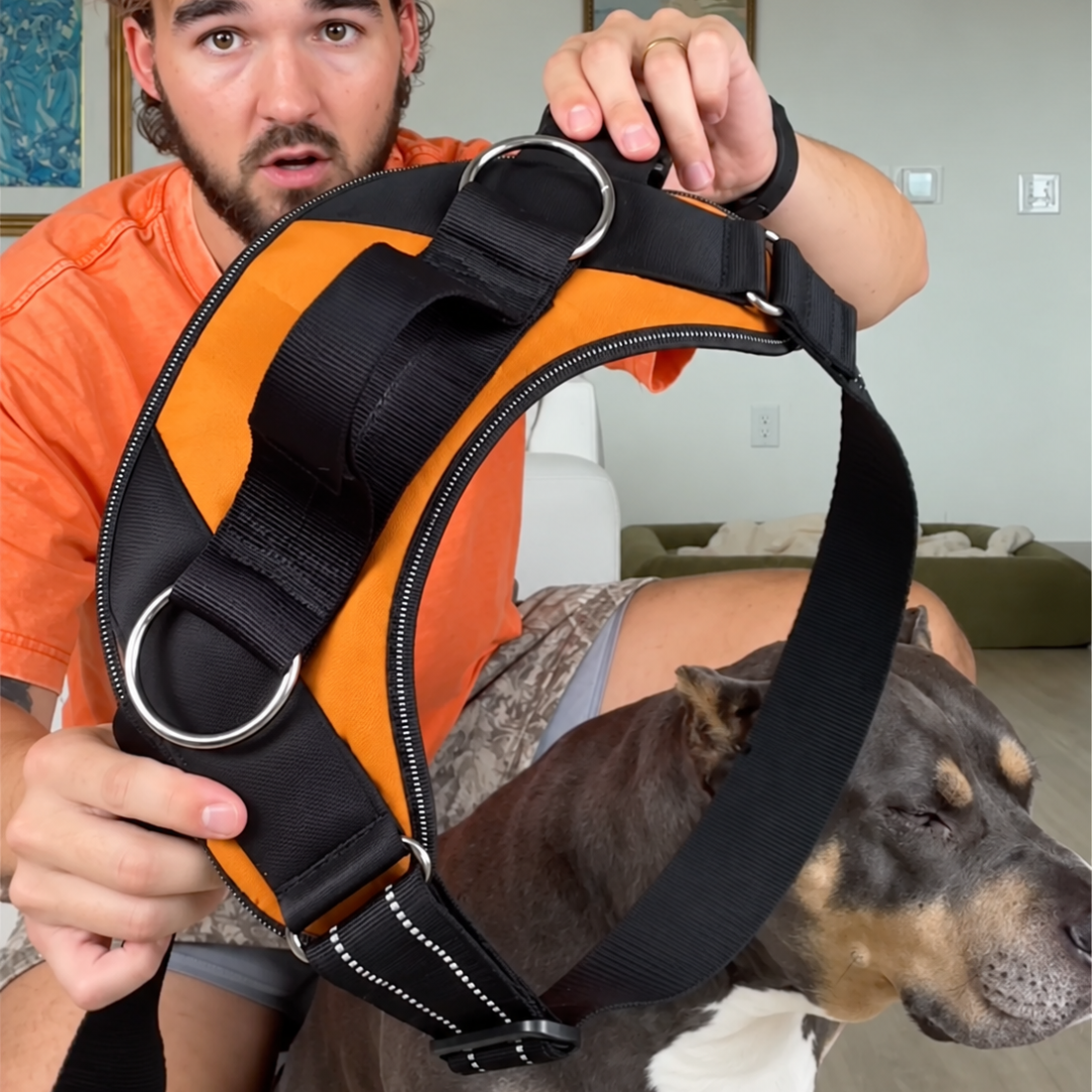 No-Pull Harness