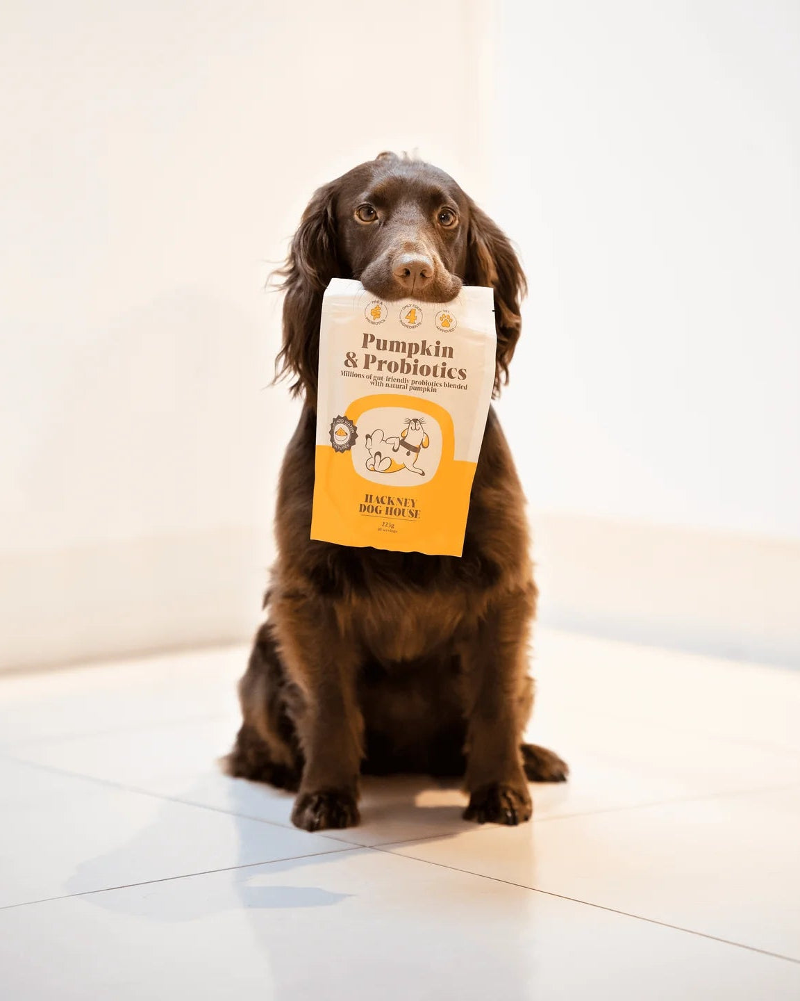 Dog holding a package of pumpkin and probiotics in its mouth on a white floor.