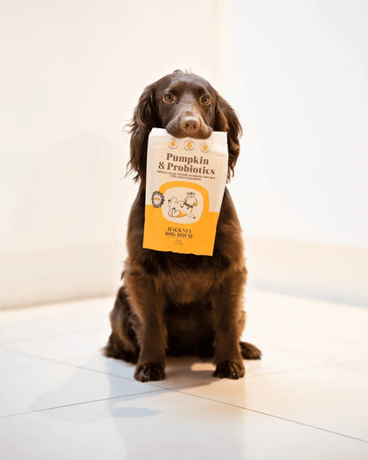 Dog holding a package of pumpkin and probiotics in its mouth on a white floor.