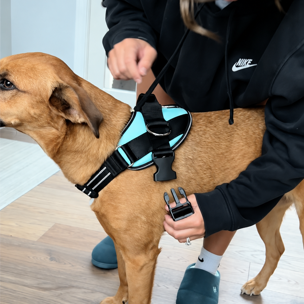 No-Pull Harness