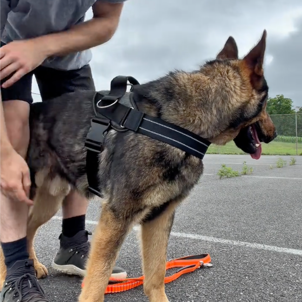 No-Pull Harness