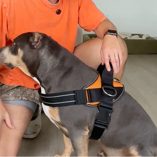 No-Pull Harness