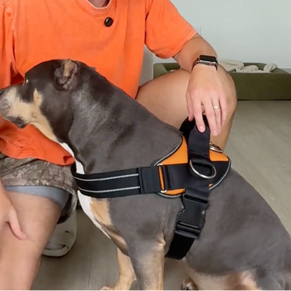 No-Pull Harness